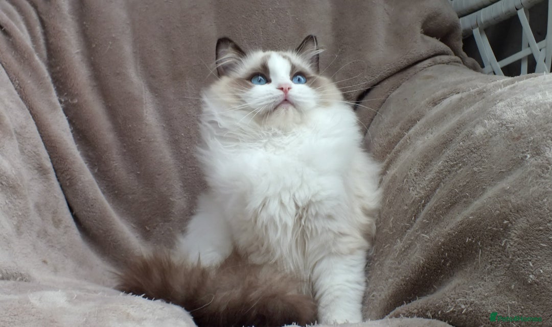 Ragdoll cats for sale: 2 RAGDOLL KITTENS TO GO TOGETHER CHAMPION IMP BL - Advert 21