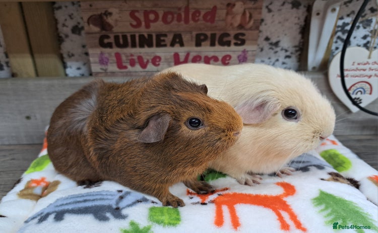 Guinea Pig rodents - Advert 2