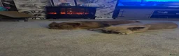 French Bulldog dogs for sale: Beautiful French bulldogs for sale  in Brighouse - Advert 7