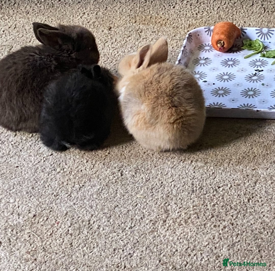 Lionhead rabbits for sale: ⭐️Beautiful Lionhead bunnies⭐️ - Image 9