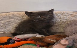 Russian Blue cats for sale: Russian Blue x - Image 12