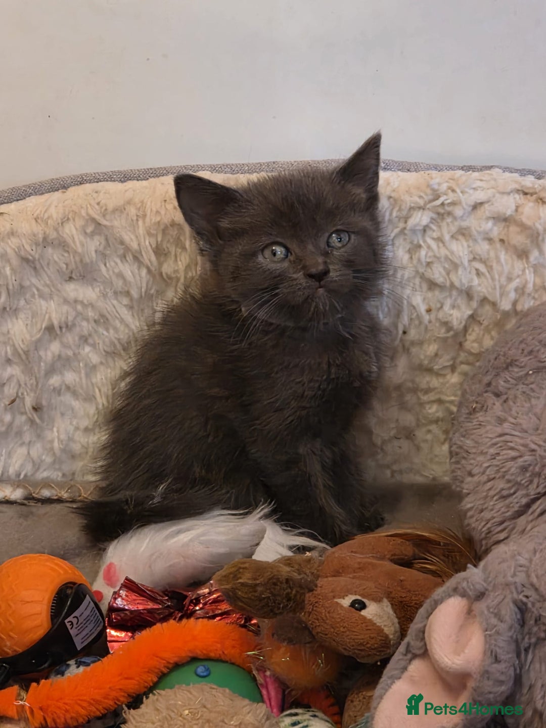 Russian Blue cats for sale: Russian Blue x - Image 12