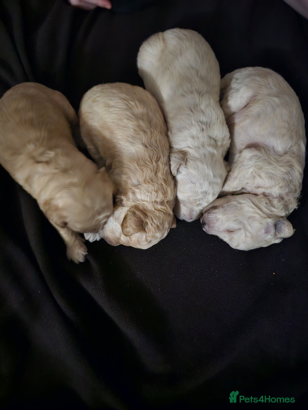 Toy Poodle dogs for sale: Beautiful toy/miniature poodle puppies. - Advert 5