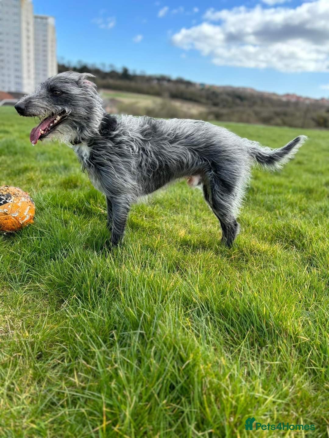 Bedlington Terrier dogs Bedlington whippet for stud  - Advert 14