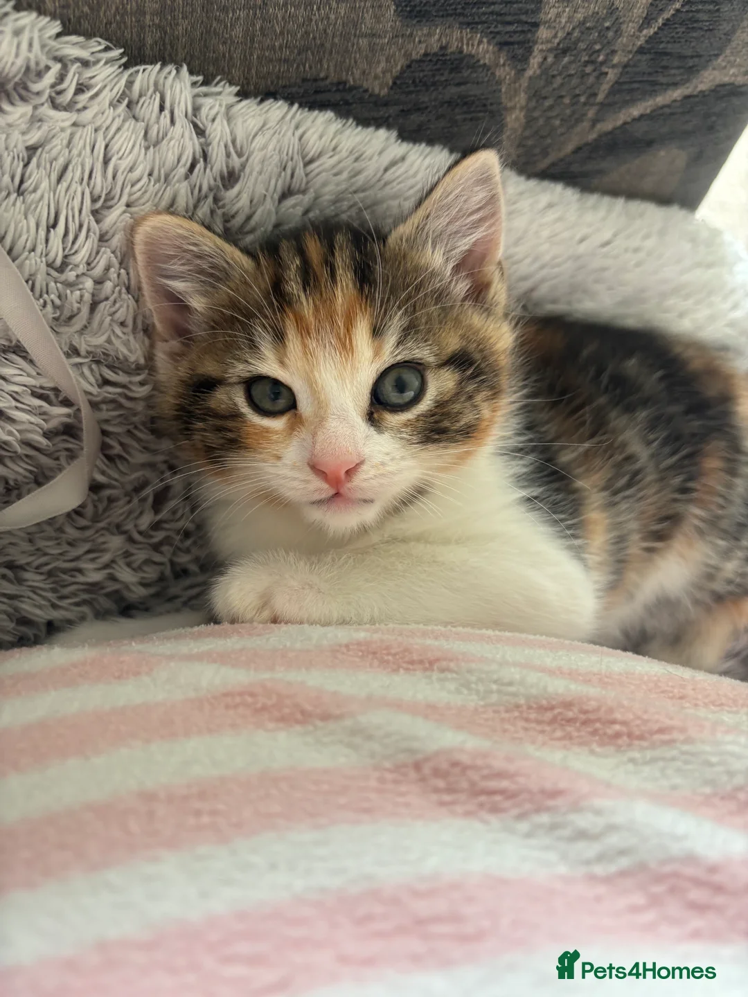 Mixed Breed cats for sale: Kittens in Leicester - Advert 2