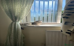 British Shorthair cats for sale: Ready  - Image 1