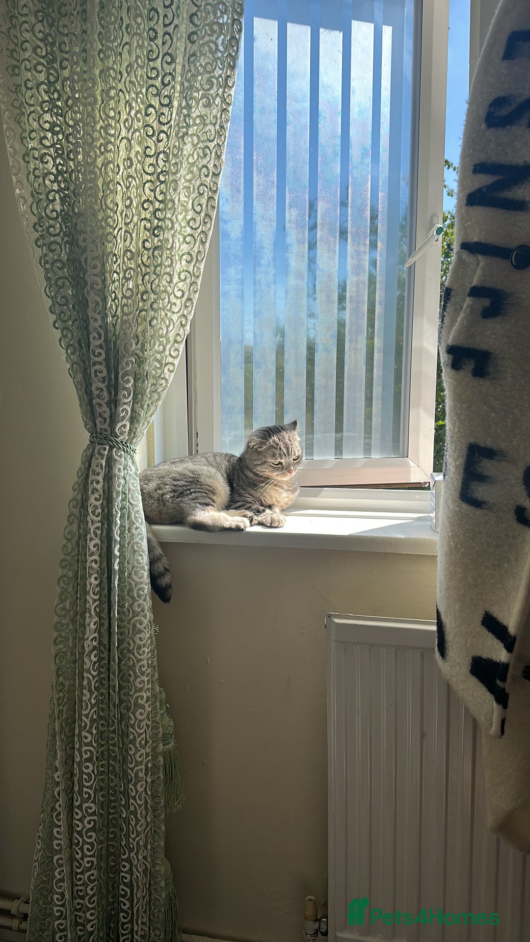 British Shorthair cats for sale: Ready  - Image 1
