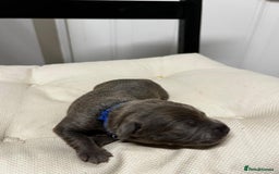 Staffordshire Bull Terrier dogs for sale: 7 gorgeous blue/lilac staffies - Image 11