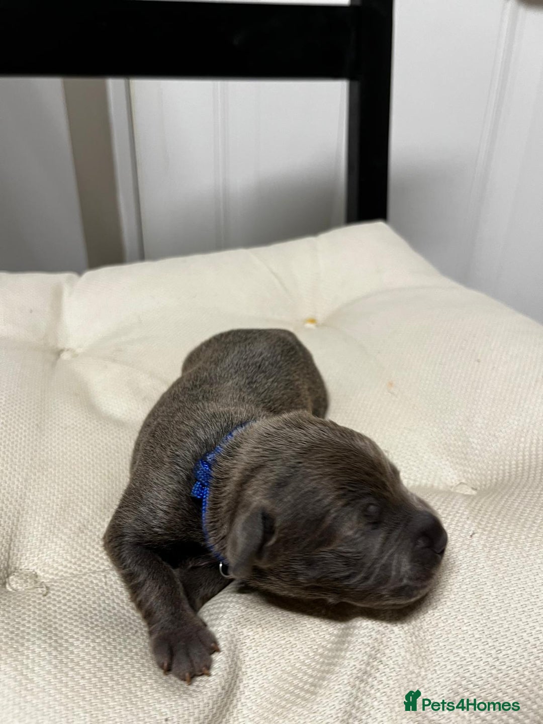 Staffordshire Bull Terrier dogs for sale: 7 gorgeous blue/lilac staffies - Image 11