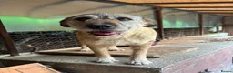 Mixed Breed dogs for adoption: 10 year old Fionn needs a retirement home  - Advert 2