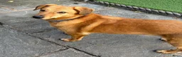 Mixed Breed dogs for adoption: 💙HARRY💙 – THE SOFTEST FUR, THE SWEETEST HEART in Retford - Advert 1