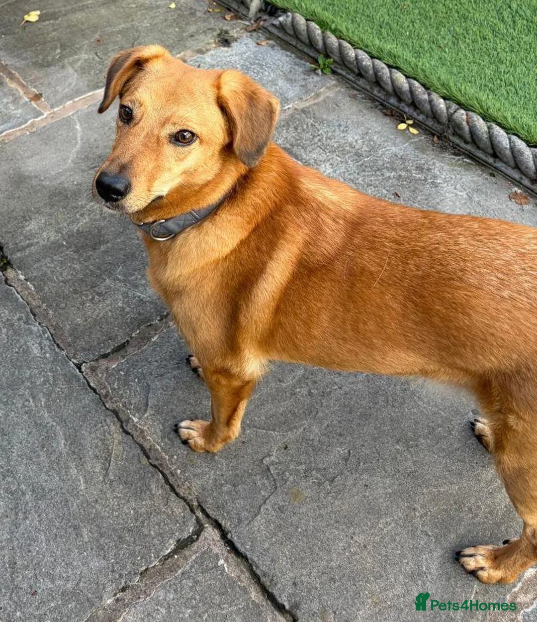 Mixed Breed dogs for adoption: 💙HARRY💙 – THE SOFTEST FUR, THE SWEETEST HEART in Retford - Advert 1
