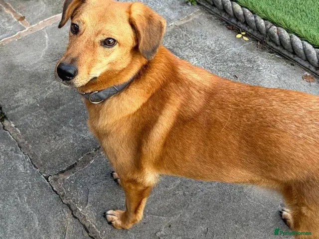 Mixed Breed dogs for adoption: 💙HARRY💙 – THE SOFTEST FUR, THE SWEETEST HEART - Advert 1