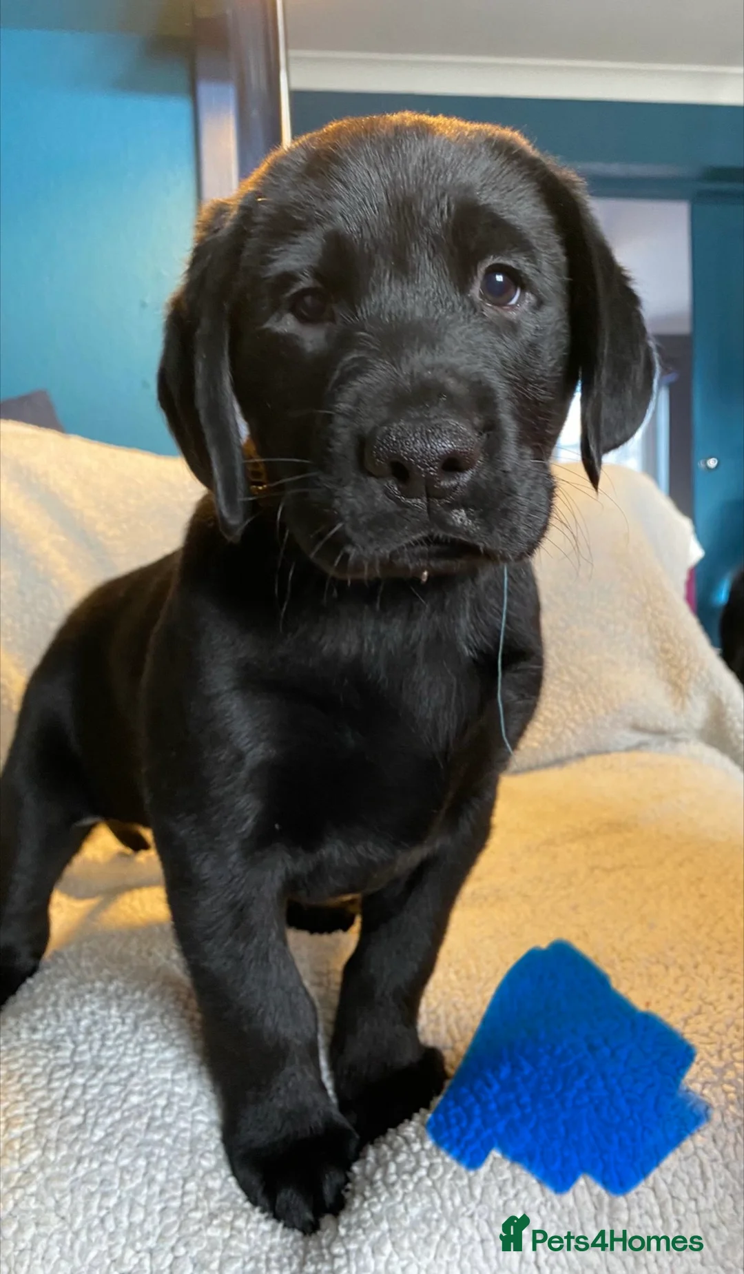Mixed Breed dogs for sale: Labrador pups ready now  - Advert 6