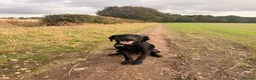 Labradoodle dogs for sale: Black labradoodle - Advert 1