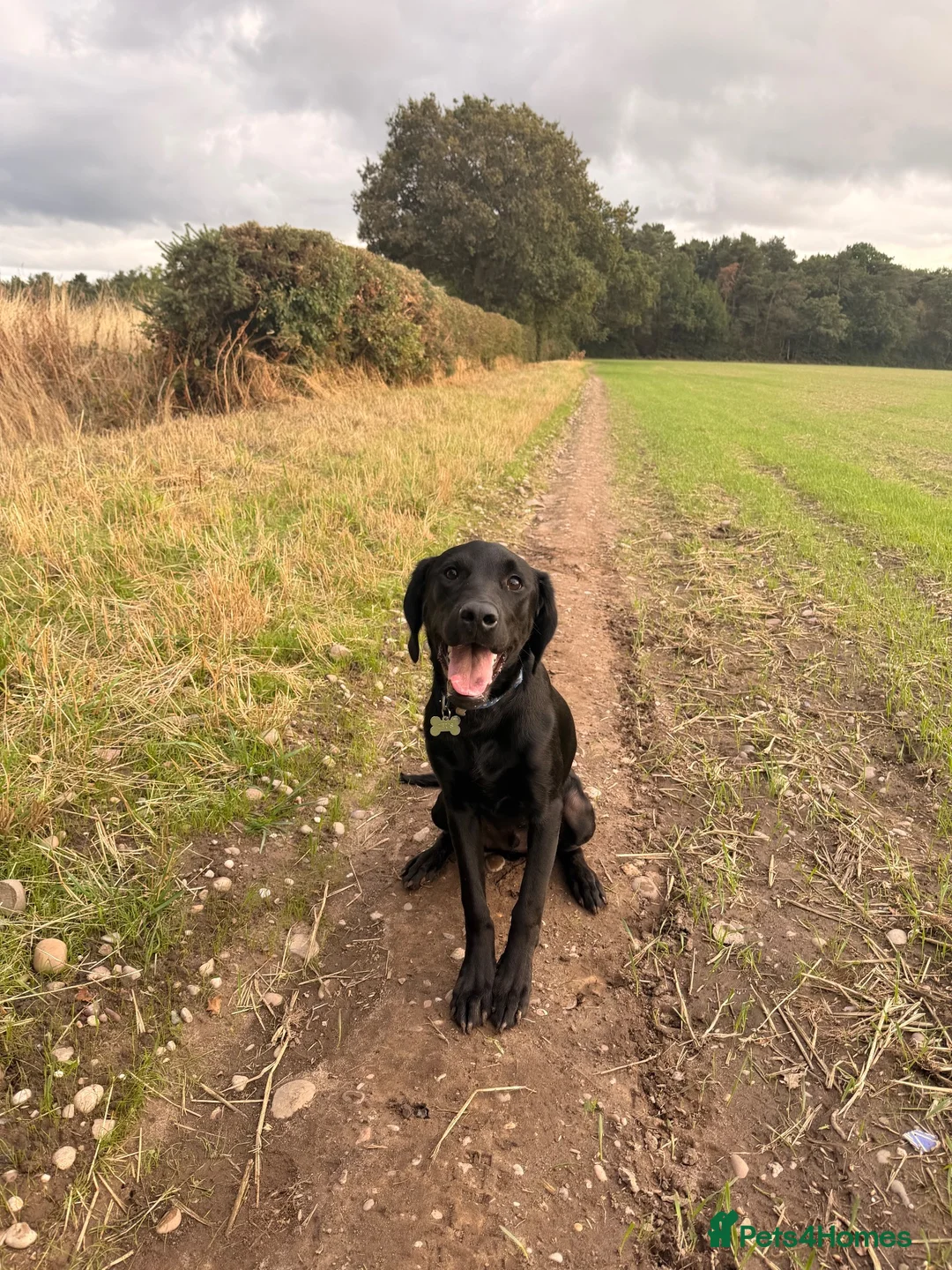 Labradoodle dogs for sale: Black labradoodle - Advert 1