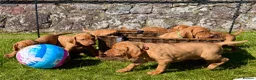 Hungarian Vizsla dogs for sale: Pedigree KC Hungarian Vizsla Pups For Sale in Haverfordwest - Advert 8