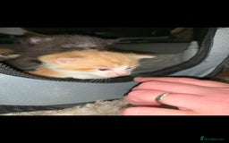 Mixed Breed cats for sale: 3 Male kittens  - Image 18
