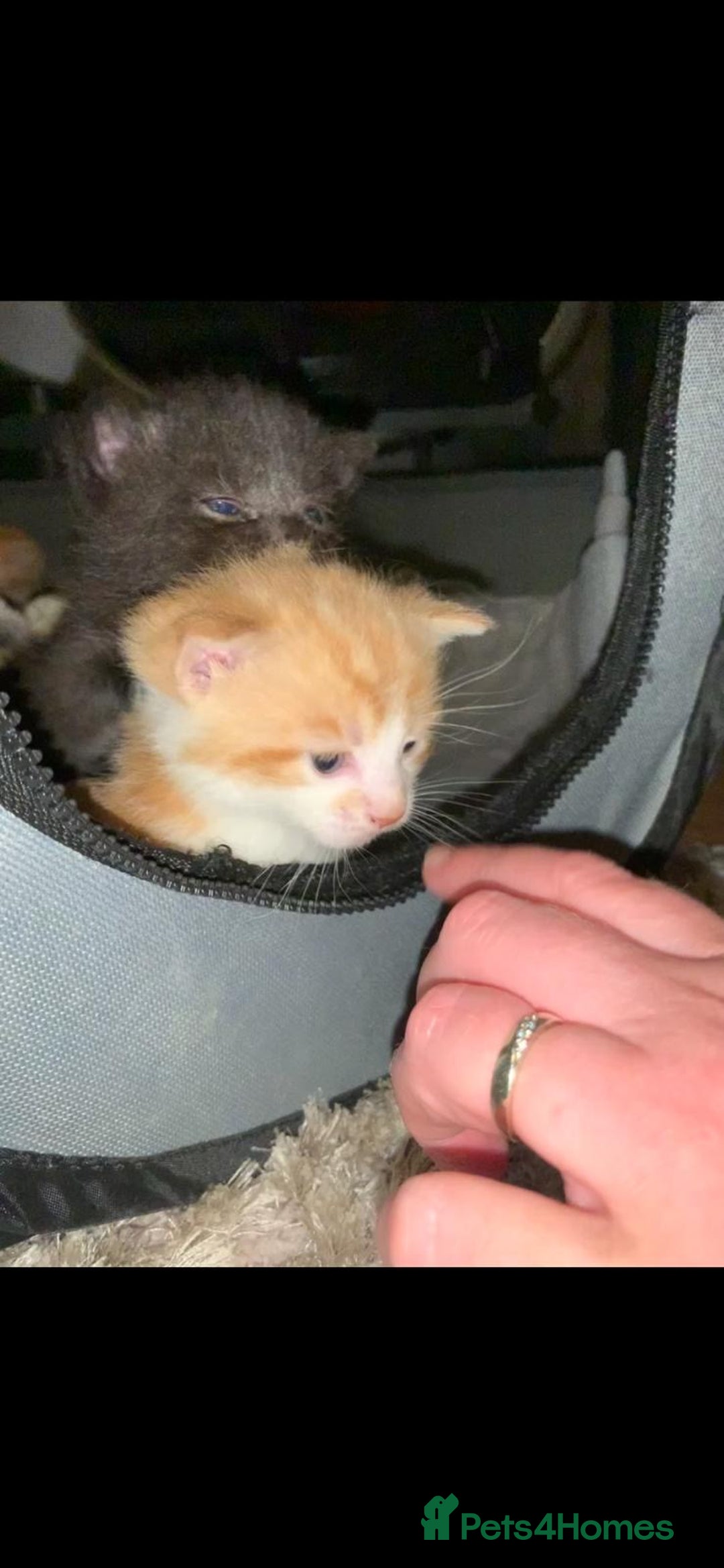 Mixed Breed cats for sale: 3 Male kittens  - Image 18
