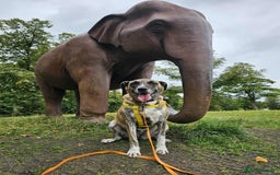 Mixed Breed dogs for adoption: Keira A gentle giant with a goofy grin needs home  - Image 2