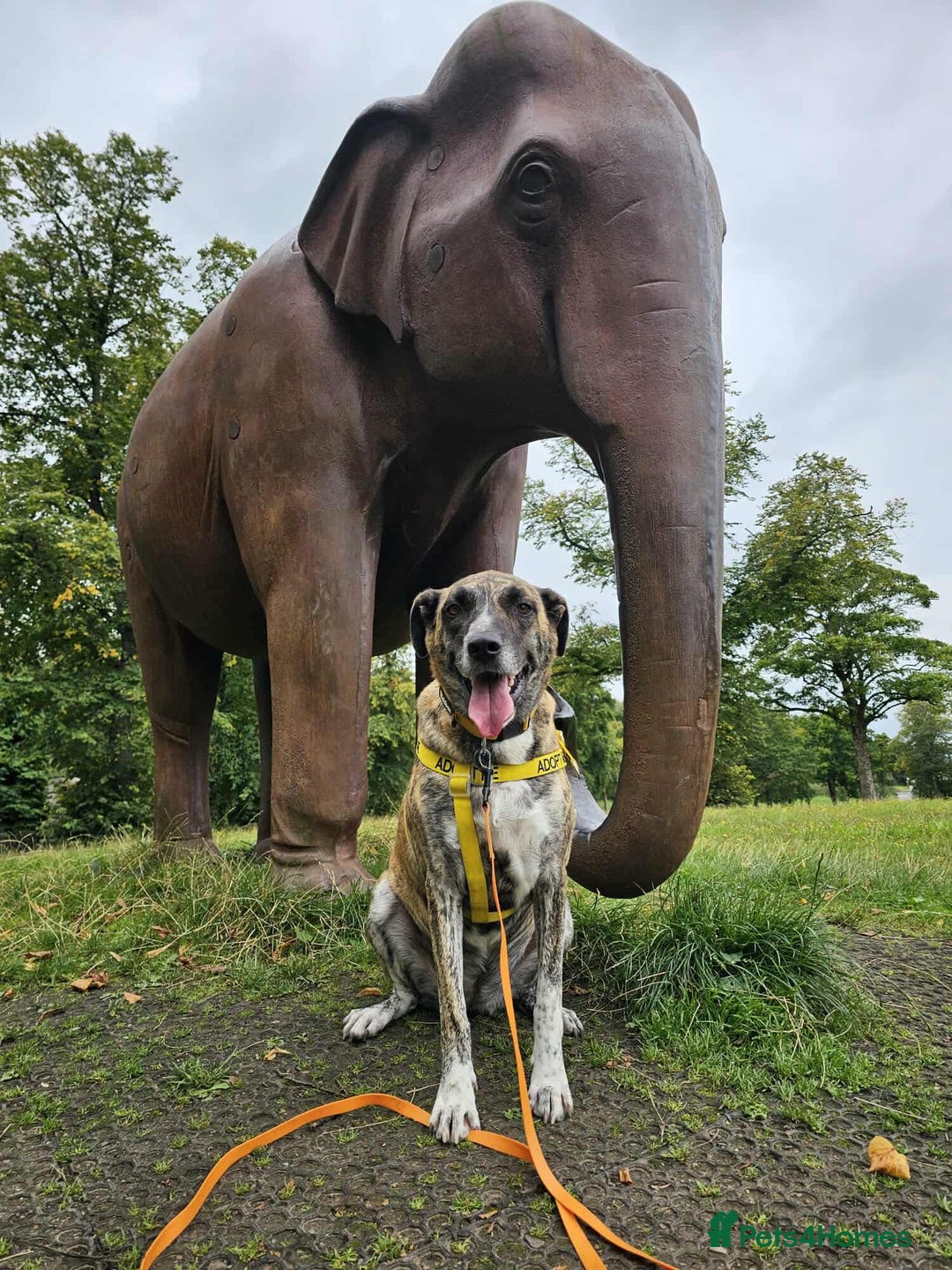 Mixed Breed dogs for adoption: Keira A gentle giant with a goofy grin needs home  - Image 2