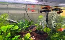 Plecos fish for sale: Juvenile bristle-nose plecos - Image 13