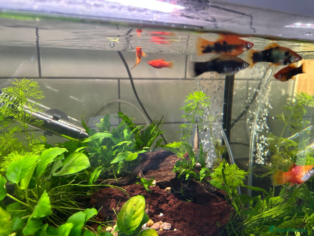 Plecos fish for sale: Juvenile bristle-nose plecos - Image 13