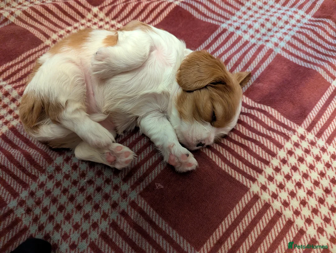 Cavalier King Charles Spaniel dogs for sale: Cavalier King Charles Spaniels KC Reg  - Advert 16