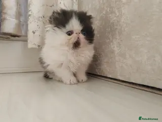 Persian cats 1 boy left - Advert 12