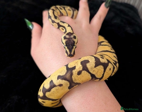 Python Snake reptiles Selling my beautiful royal python  - Advert 1