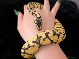 Python Snake reptiles Selling my beautiful royal python - Advert 3
