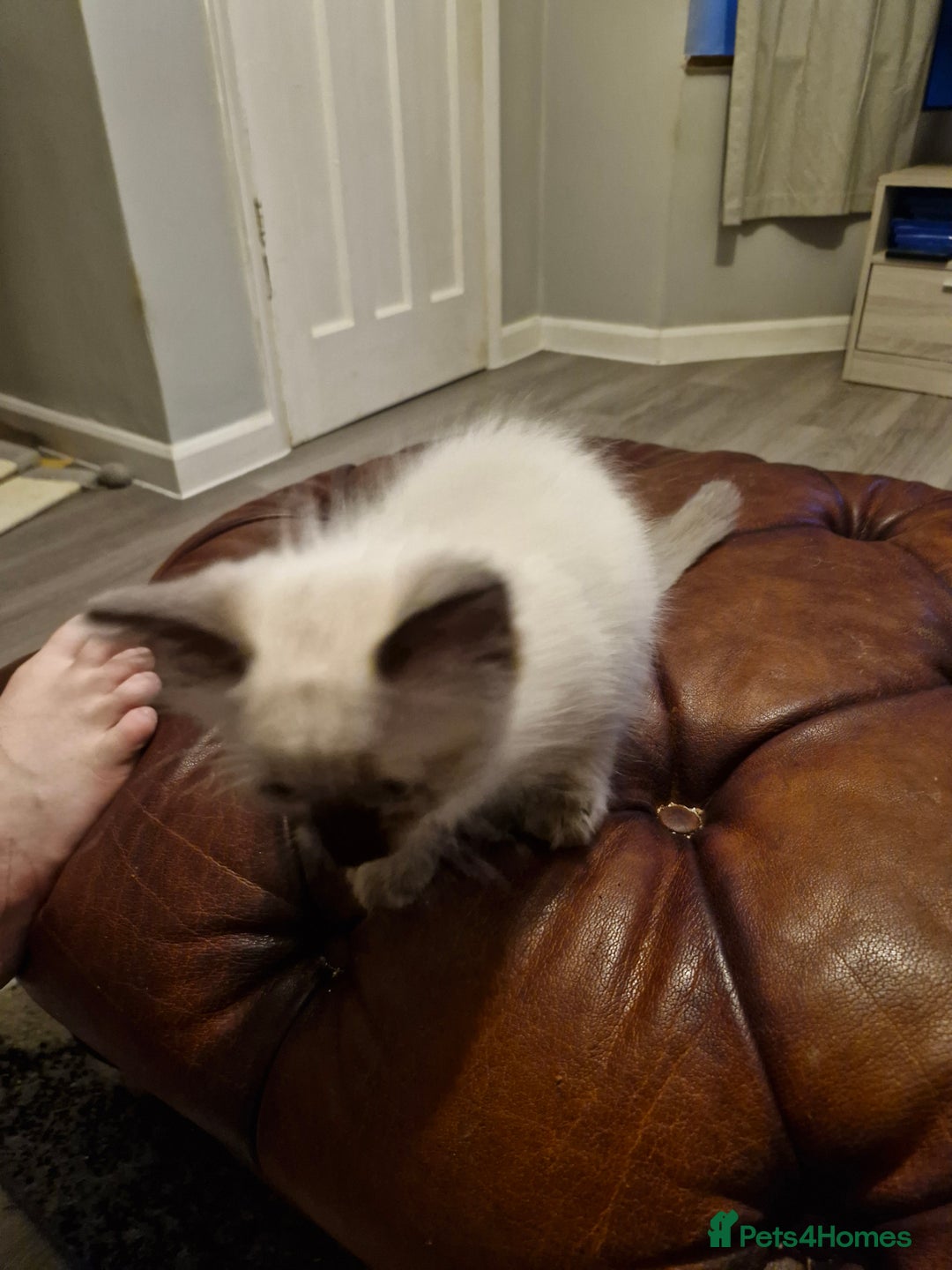 Ragdoll cats for sale: Ragdoll kittens for sale - Image 9