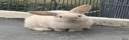 Mini Lop rabbits for sale: Bonded pair of mini lops for sale (male neutered) - Advert 2