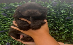 Cocker Spaniel dogs for sale: VERY SPECIAL SOLID CHOCOLATE SHOW TYPES - Image 1