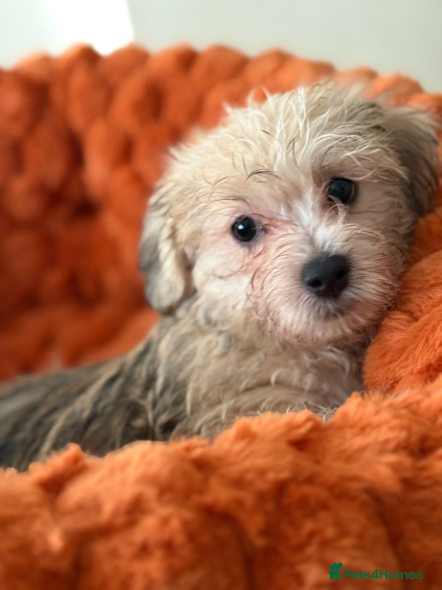 Mixed Breed dogs Maltese x JackChi puppies - ready to go - Advert 6