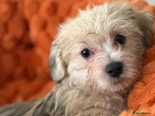 Mixed Breed dogs Maltese x JackChi puppies - ready to go - Advert 6