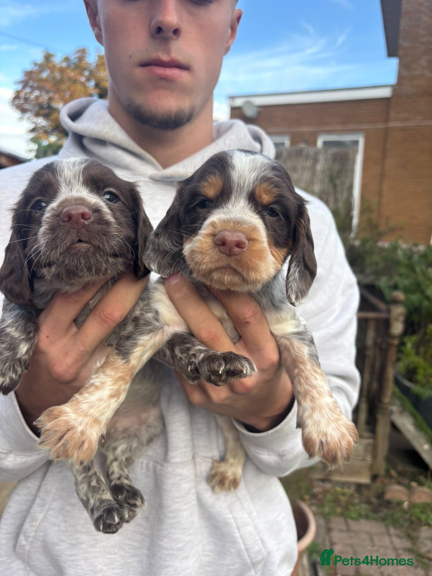 Cocker Spaniel dogs Working cocker spaniel puppies  - Advert 1