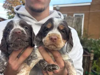 Cocker Spaniel dogs Working cocker spaniel puppies - Advert 1
