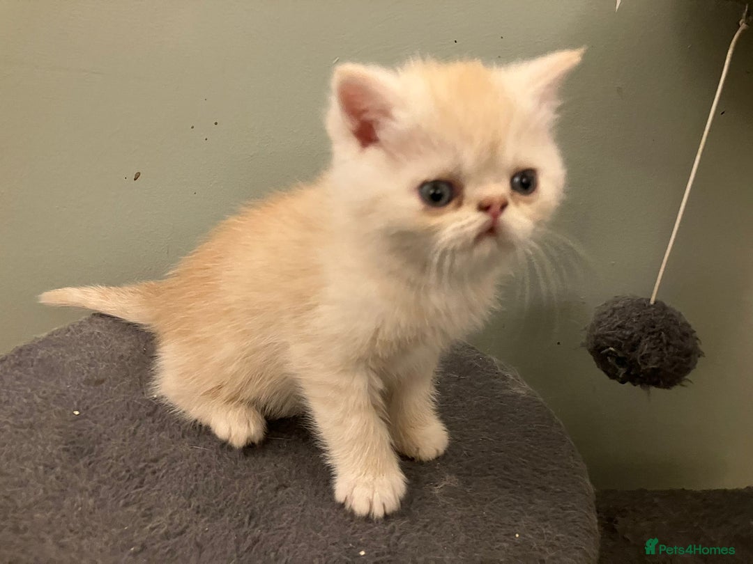 Exotic cats for sale: Beautiful Exotic kittens  - Image 4