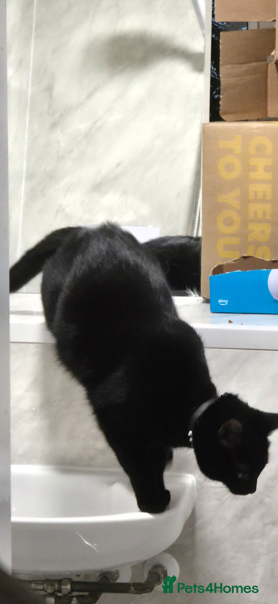 Mixed Breed cats for sale: Large Male 1 year old Black Cat needs a new home - Advert 3