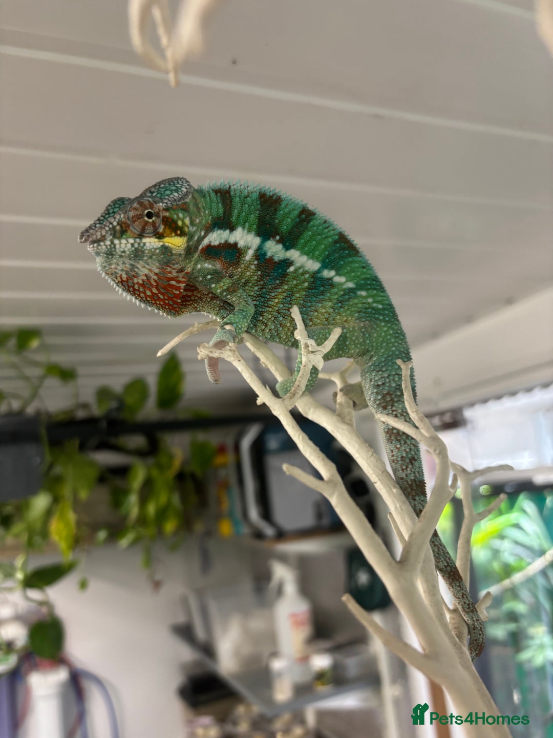 Chameleon reptiles for sale: Ambilobe male chameleon - Image 3