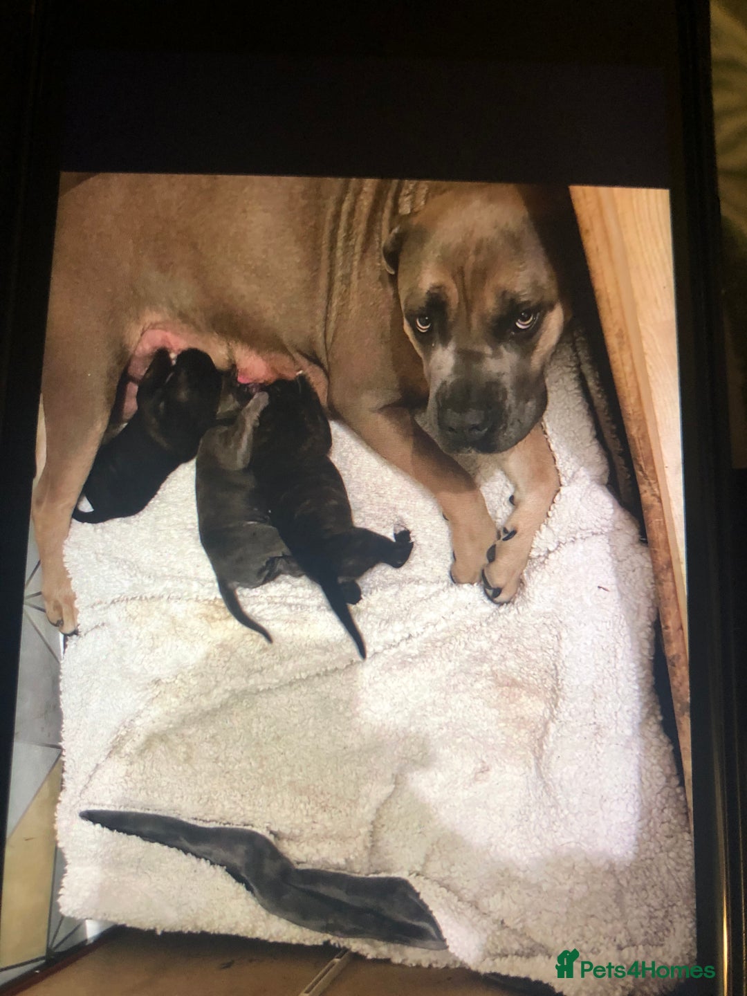 Cane Corso dogs for sale: Purebred Italian Cane Corso puppies - Advert 2