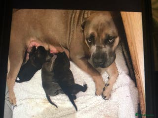 Cane Corso dogs Purebred Italian Cane Corso puppies - Advert 11