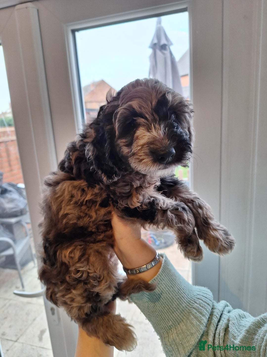 Sproodle dogs for sale: Sproodle Merle puppies  - Advert 24