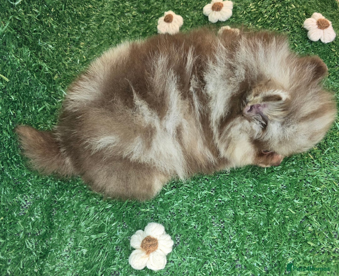 Pomeranian dogs for sale: 💜Lavender lilac chocolate merle exceptional poms - Advert 30