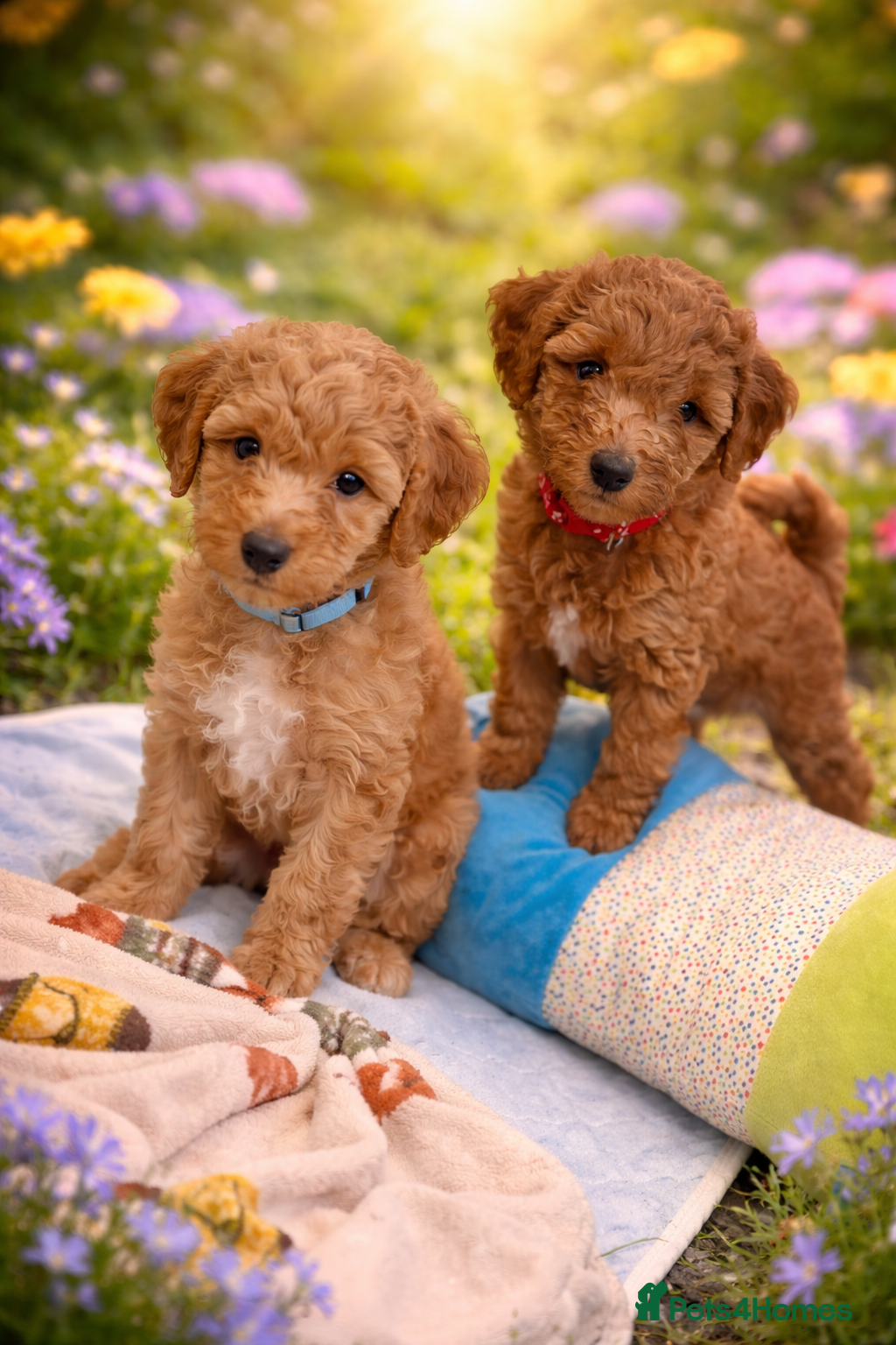Australian Labradoodle dogs 🐶PUPPIES READY FOR A NEW HOME🐶 - Advert 1