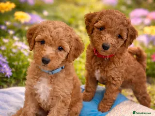Australian Labradoodle dogs 🐶PUPPIES READY FOR A NEW HOME🐶 - Advert 1