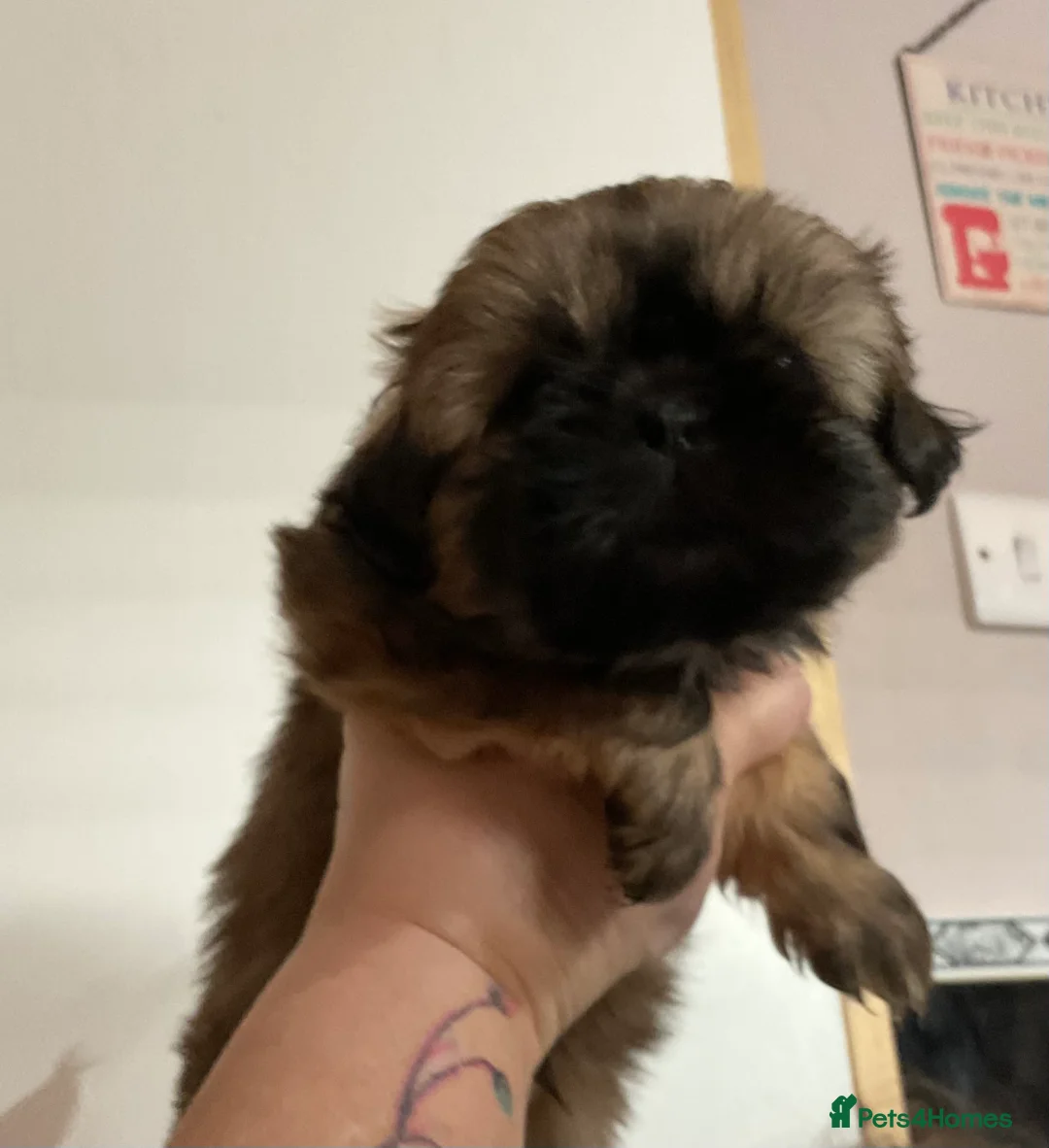 Shih Tzu dogs for sale: READY NOW 4 gorgeous male shih ztu puppies  in Grantham - Advert 2