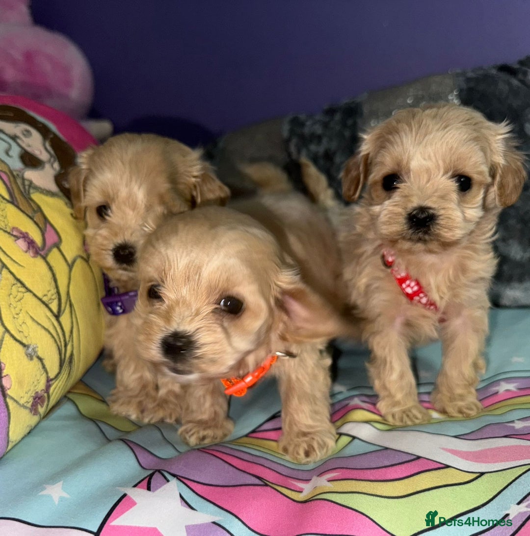 Maltipoo dogs for sale: Outstanding maltipoo - Advert 25