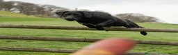Labrador Retriever dogs for sale: 1 black male labrador puppy - Advert 11